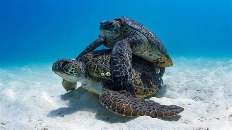 sea turtles dating